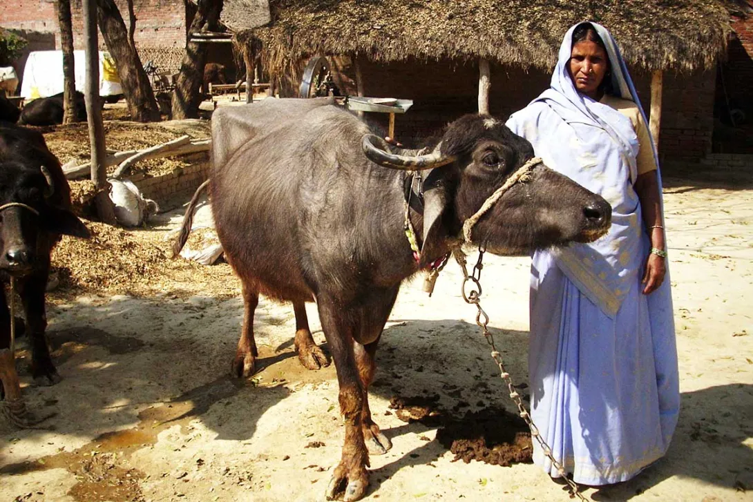 Woman with buffalo